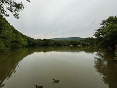 -绿城千岛湖喜来登度假酒店