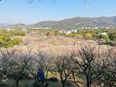 -香雪海