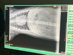 -关爱动物医院·心脏·中兽医·异宠(金牛路分院)