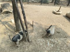 -武汉动物园