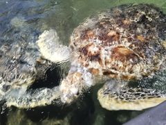-江和美海洋公园