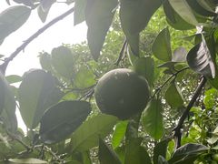 -磁器口古镇