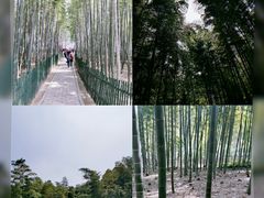 -树山生态村