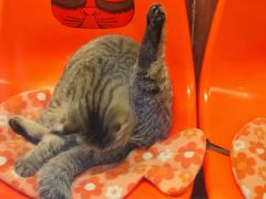 -猫咪博物馆(顶澳仔猫街店)