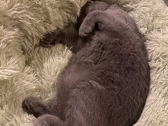 -翊宠yipet猫狗购宠庄园犬舍•猫舍