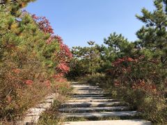 -五龙城郊森林公园