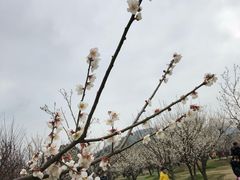 -香雪海