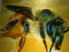 -上海昆虫博物馆