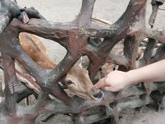 -长鹿旅游休博园