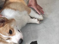 -汪说·狗咖(旺城大厦店)
