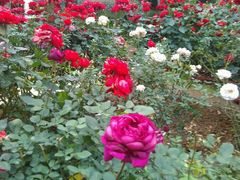 -人民公园(罗湖区)