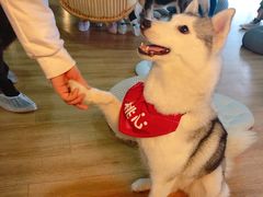 -Husky Go! 哈士奇体验馆·宠物咖啡厅狗咖