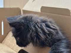 -瑞派康怡24h宠物医院·犬猫医疗中心·微创绝育(瑞景分院)