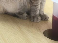 -猫和宫(六道口店)