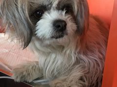 -瑞派福兴宠物医院犬猫全科·骨科·中西医结合(河东店)