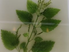 -广东中医药博物馆