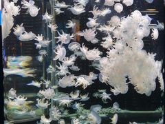 -太平洋海底世界