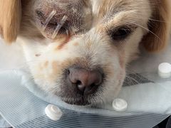 -乖乖乐动物医院(小汤山分院)