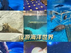 -海合安成都极地海洋公园