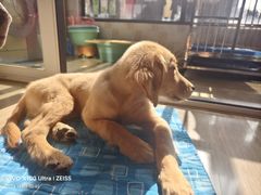 -翊宠yipet猫狗购宠庄园犬舍•猫舍