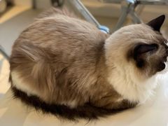 -怪兽屋·羊驼·猫咖·狗咖(俊华广场店)