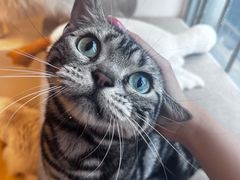 -有喵·猫咖·狗咖·30几只猫10只小狗(岗厦店)