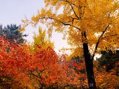 -香山公园