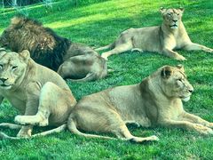 -北京野生动物园