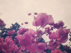 -东莞植物园