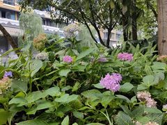 -成都市活水公园