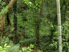 -上海佘山国家森林公园天马山园