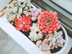 -双季花艺园艺市场(浦东店)