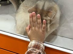 -三花喵·撸猫购宠·宠物生活馆(虹桥南丰城店)