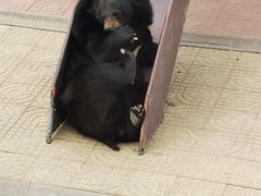 -西霞口神雕山野生动物世界