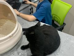 -四月宠物医院·猫专科·心脏专科·内科(转塘店)