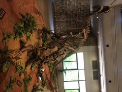 恐龙博物馆-自贡恐龙博物馆