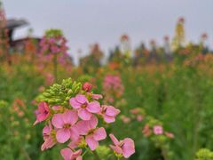 -中国天府农业博览园