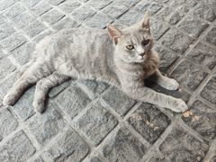 -猫岛主趣味餐厅(鼓浪屿店)