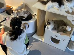 -琪喵猫屋·撸猫猫咖·猫舍