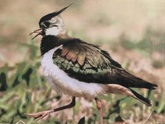 -野鸭湖国家湿地公园