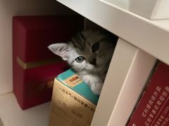 -东方名猫馆·英短金渐层布偶猫舍(环线广场1号楼店)