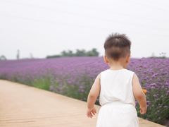 -紫颐香薰山谷景区