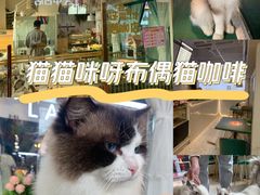 -喵喵咪呀布偶猫咖(春熙路店)