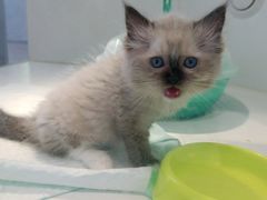 -龟与熊猫宠物公园(南坪店)