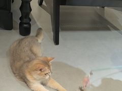 -琪喵猫屋·撸猫猫咖·猫舍