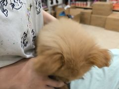 -艾贝尔宠物医院·狂犬免疫点(江山金象城店)