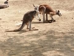 -西安秦岭野生动物园
