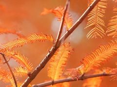 -白鹭湾湿地公园