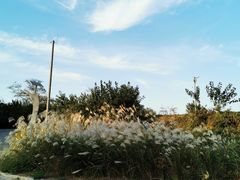 -盐城丹顶鹤湿地生态旅游区