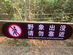 -野象谷景区